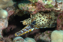 Image of Enchelycore pardalis (Leopard moray eel)
