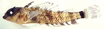 Image of Enneanectes wilki (Windward triplefin)