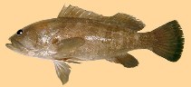 Image of Epinephelus aeneus (White grouper)