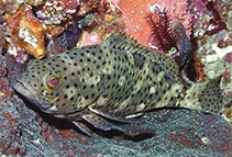 Image of Epinephelus corallicola (Coral grouper)