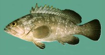 Image of Epinephelus marginatus (Dusky grouper)