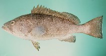 Image of Epinephelus polylepis (Smallscaled grouper)