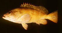 Image of Epinephelus retouti (Red-tipped grouper)