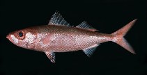 Image of Erythrocles schlegelii (Japanese rubyfish)