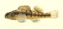 Image of Etheostoma rafinesquei (Kentucky darter)