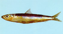 Image of Etrumeus sadina (Red-eye round herring)