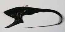 Image of Eurypharynx pelecanoides (Pelican eel)
