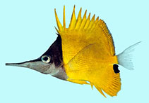 Image of Forcipiger longirostris (Longnose butterflyfish)