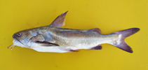 Image of Galeichthys feliceps (White barbel)