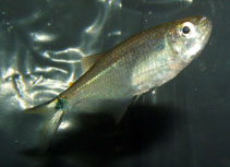 Image of Gephyrocharax atracaudatus 