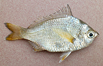 Image of Gerres setifer (Small Bengal silver-biddy)