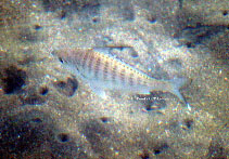 Image of Gerres microphthalmus (Small-eyed whipfin mojarra)