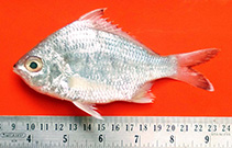 Image of Gerres phaiya (Strong spined silver-biddy)
