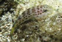 Image of Gobiesox lucayanus (Bahama skilletfish)