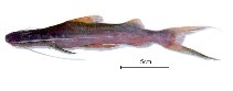 Image of Brachyplatystoma platynema (Slobbering catfish)