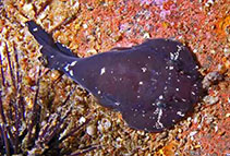 Image of Gobiesox punctulatus (Stippled clingfish)