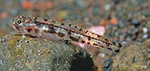 Image of Grallenia baliensis (Bali goby)