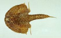Image of Halicmetus reticulatus (Marbled seabat)