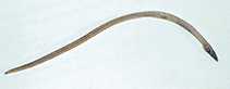 Image of Hemerorhinus heyningi (Molo snake eel)