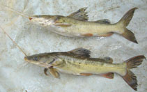 Image of Hemibagrus menoda (Menoda catfish)