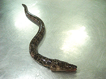Image of Herpetoichthys regius (Ornate Snake Eel)