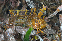 Image of Heteroclinus tristis (Sharp-nose weedfish)