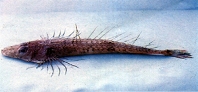 Image of Hoplichthys fasciatus 