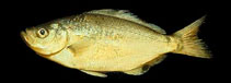 Image of Hyperprosopon anale (Spotfin surfperch)