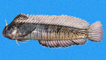 Image of Hypsoblennius striatus (Striated blenny)