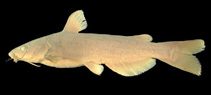 Image of Ictalurus dugesii (Lerma catfish)