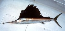 Image of Istiophorus albicans (Atlantic sailfish)