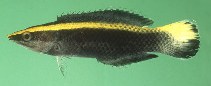Image of Labroides bicolor (Bicolor cleaner wrasse)