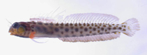 Image of Laiphognathus longispinis (Crown spotty blenny)