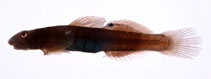 Image of Lentipes armatus (Peppermint armour goby)