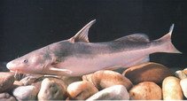 Image of Tachysurus dumerili (Chinese longsnout catfish)
