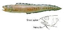 Image of Lepophidium pheromystax (Blackedge cusk-eel)