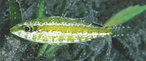Image of Lethrinus variegatus (Slender emperor)