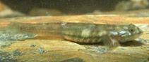 Image of Lentipes venustus 
