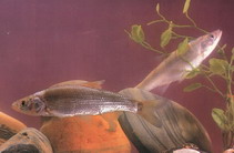 Image of Leuciscus waleckii (Amur ide)