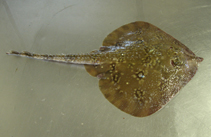 Image of Leucoraja wallacei (Yellowspotted skate)