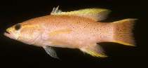 Image of Liopropoma aurora (Yellowmargin basslet)