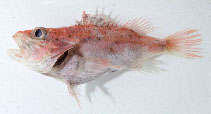 Image of Lioscorpius longiceps (Slender scorpionfish)