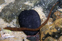 Image of Lissocampus runa (Javelin pipefish)