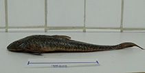 Image of Loricariichthys derbyi 