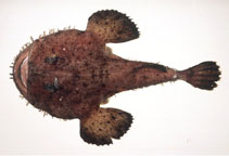 Image of Lophius litulon (Yellow goosefish)