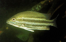 Image of Lutjanus maxweberi (Pygmy snapper)