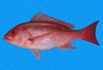 Image of Lutjanus peru (Pacific red snapper)