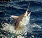 Image of Istiompax indica (Black marlin)