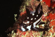Image of Macolor macularis (Midnight snapper)