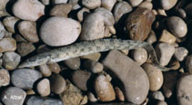 Image of Mastacembelus mastacembelus (Euphrates spiny eel)